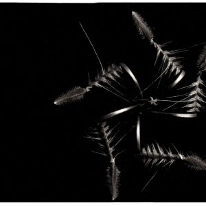 In the Black