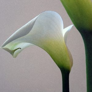 Calla